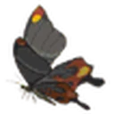 Smotherwing Butterfly icon