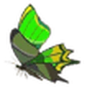 Thunderwing Butterfly icon